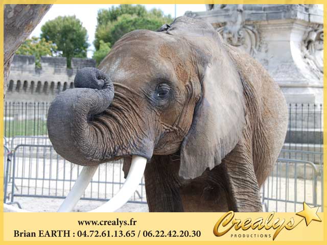 Photo elephants96